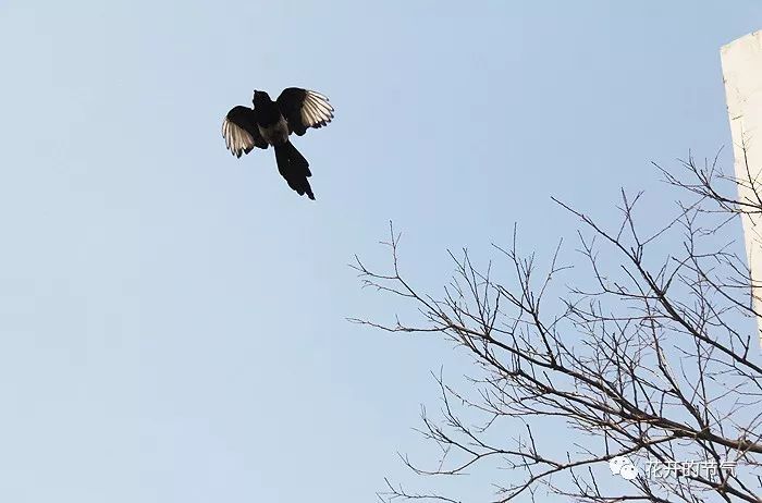 喜鹊的叫声是什么_喜鹊的叫声嘎嘎_山喜鹊的叫声 喜鹊的叫声是什么_喜鹊的叫声嘎嘎_山喜鹊的叫声