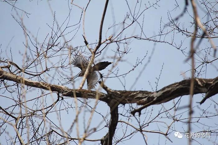 喜鹊的叫声嘎嘎_山喜鹊的叫声_喜鹊的叫声是什么 喜鹊的叫声嘎嘎_山喜鹊的叫声_喜鹊的叫声是什么