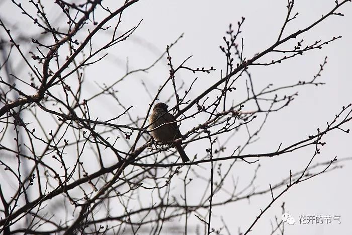 喜鹊的叫声嘎嘎_喜鹊的叫声是什么_山喜鹊的叫声 喜鹊的叫声嘎嘎_喜鹊的叫声是什么_山喜鹊的叫声