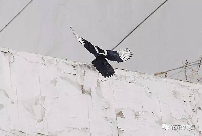 喜鹊的叫声嘎嘎_山喜鹊的叫声_喜鹊的叫声是什么 喜鹊的叫声嘎嘎_山喜鹊的叫声_喜鹊的叫声是什么