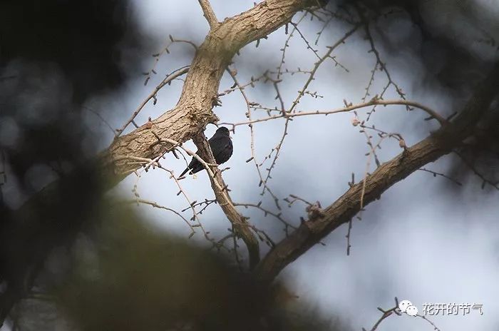 山喜鹊的叫声_喜鹊的叫声嘎嘎_喜鹊的叫声是什么 山喜鹊的叫声_喜鹊的叫声嘎嘎_喜鹊的叫声是什么