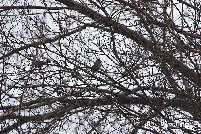 山喜鹊的叫声_喜鹊的叫声嘎嘎_喜鹊的叫声是什么 山喜鹊的叫声_喜鹊的叫声嘎嘎_喜鹊的叫声是什么