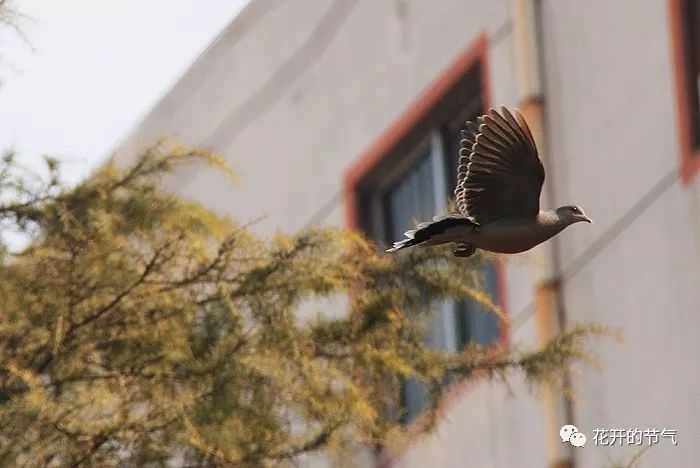 喜鹊的叫声是什么_山喜鹊的叫声_喜鹊的叫声嘎嘎 喜鹊的叫声是什么_山喜鹊的叫声_喜鹊的叫声嘎嘎