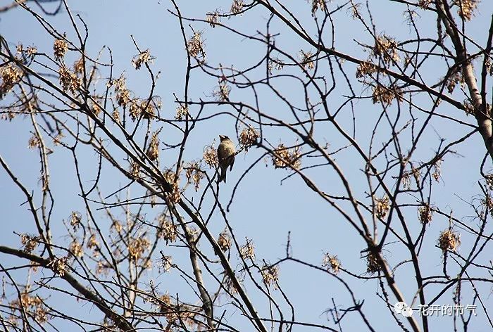 喜鹊的叫声是什么_山喜鹊的叫声_喜鹊的叫声嘎嘎 喜鹊的叫声是什么_山喜鹊的叫声_喜鹊的叫声嘎嘎