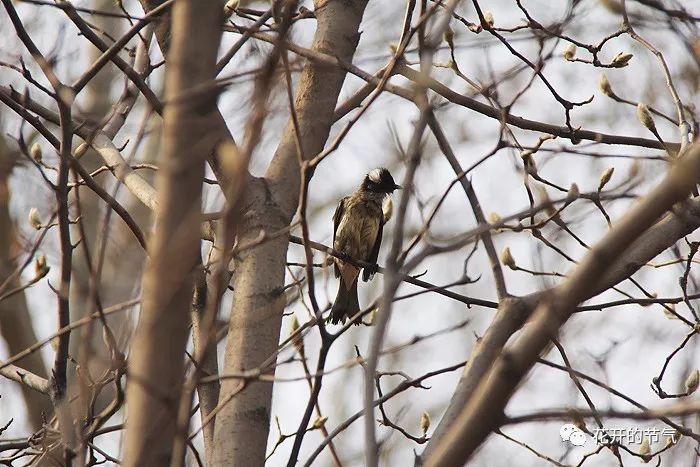 山喜鹊的叫声_喜鹊的叫声嘎嘎_喜鹊的叫声是什么 山喜鹊的叫声_喜鹊的叫声嘎嘎_喜鹊的叫声是什么
