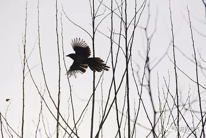 山喜鹊的叫声_喜鹊的叫声是什么_喜鹊的叫声嘎嘎 山喜鹊的叫声_喜鹊的叫声是什么_喜鹊的叫声嘎嘎